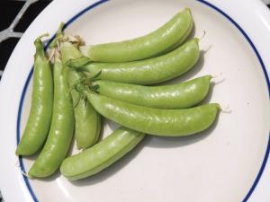 Peas, Sugar Ann Packet