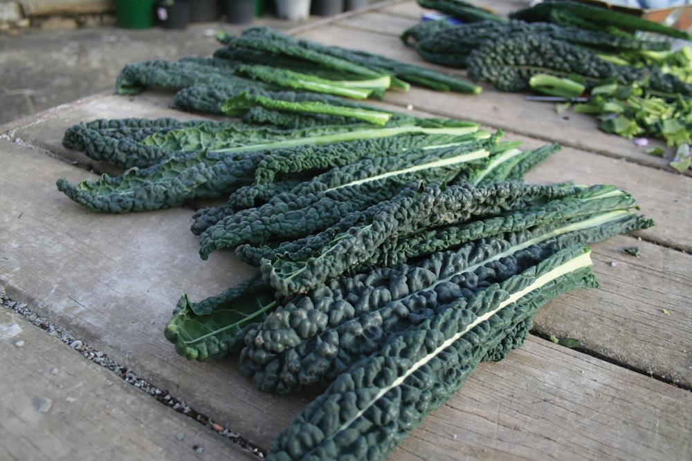 Kale, Black Magic Packet