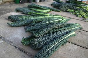 Kale, Black Magic Packet