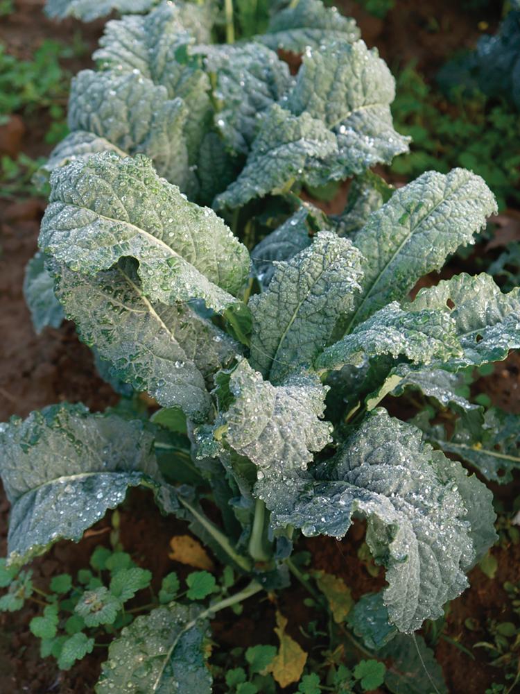 Kale, Nero Di Toscana Packet