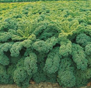Kale, Winterbor Hybrid Packet
