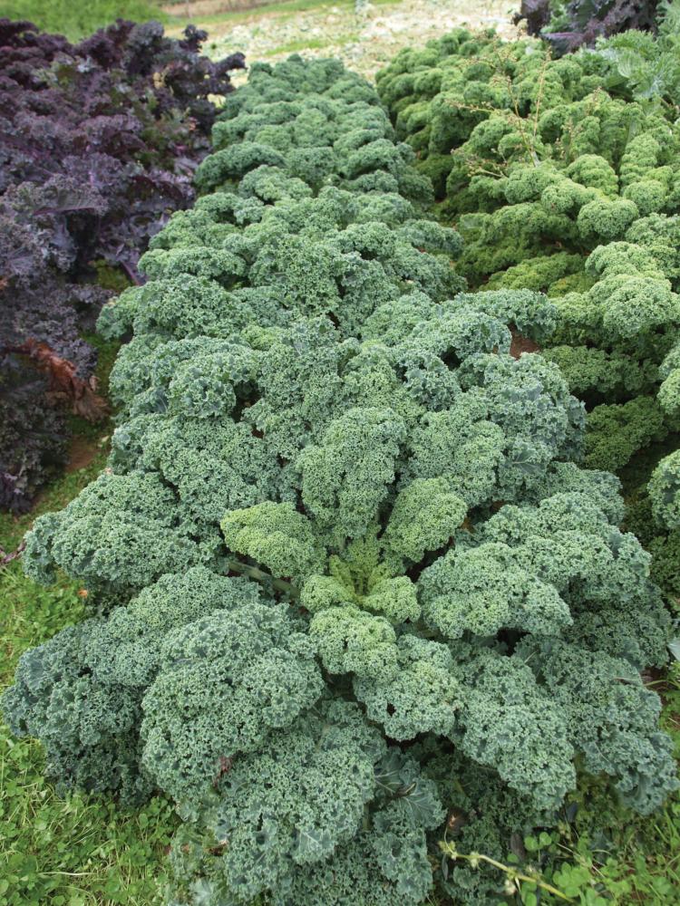 Kale, Starbor Hybrid Packet
