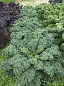 Kale, Starbor Hybrid Packet