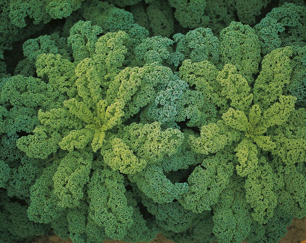 Kale, Darkibor Hybrid Packet