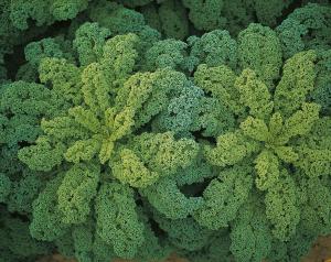 Kale, Darkibor Hybrid Packet