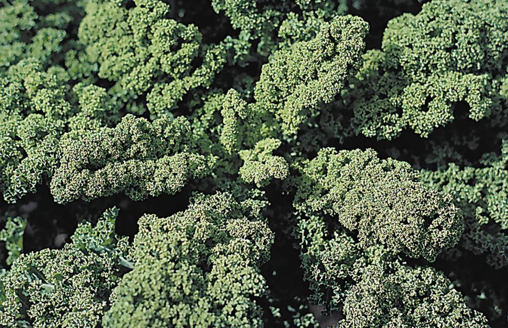 Kale, Westlandse:SE Packet