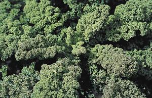 Kale, Westlandse:SE Packet