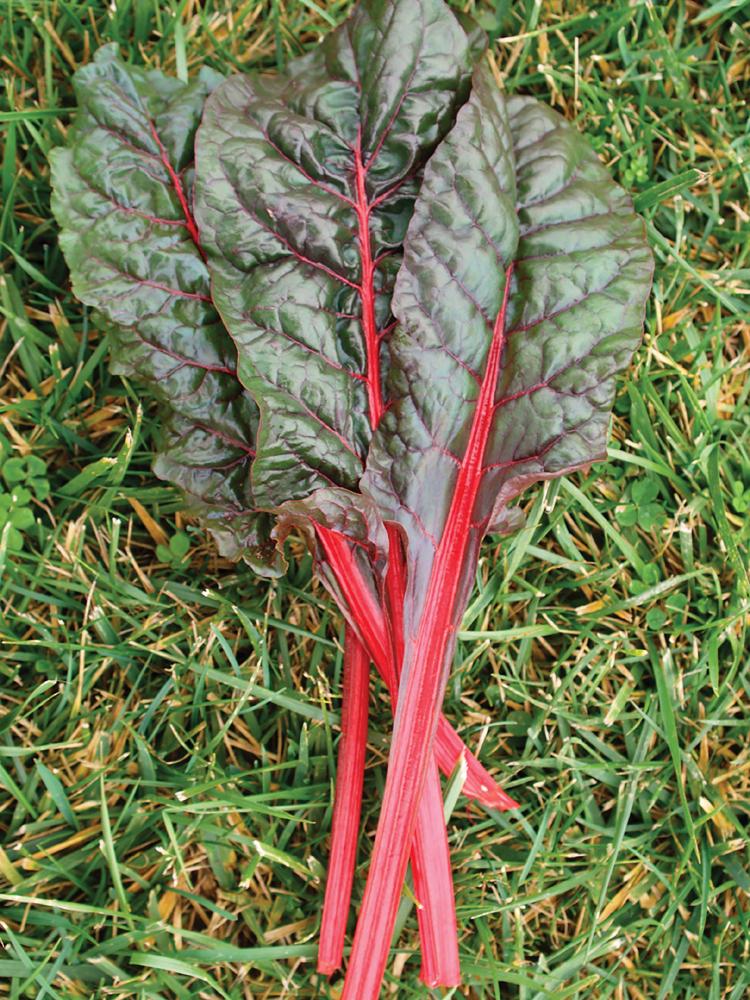 Swiss Chard, Ruby Red Packet