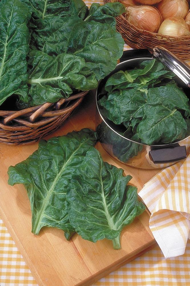 Swiss Chard, Green Perpetual Packet