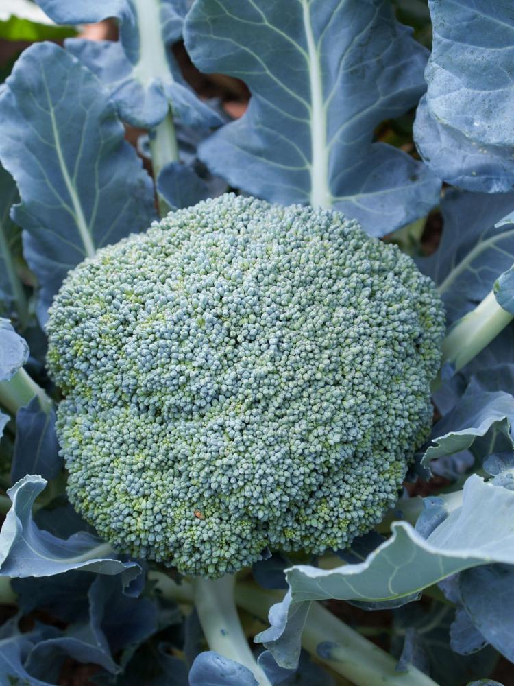 Broccoli, Chief Hybrid Packet