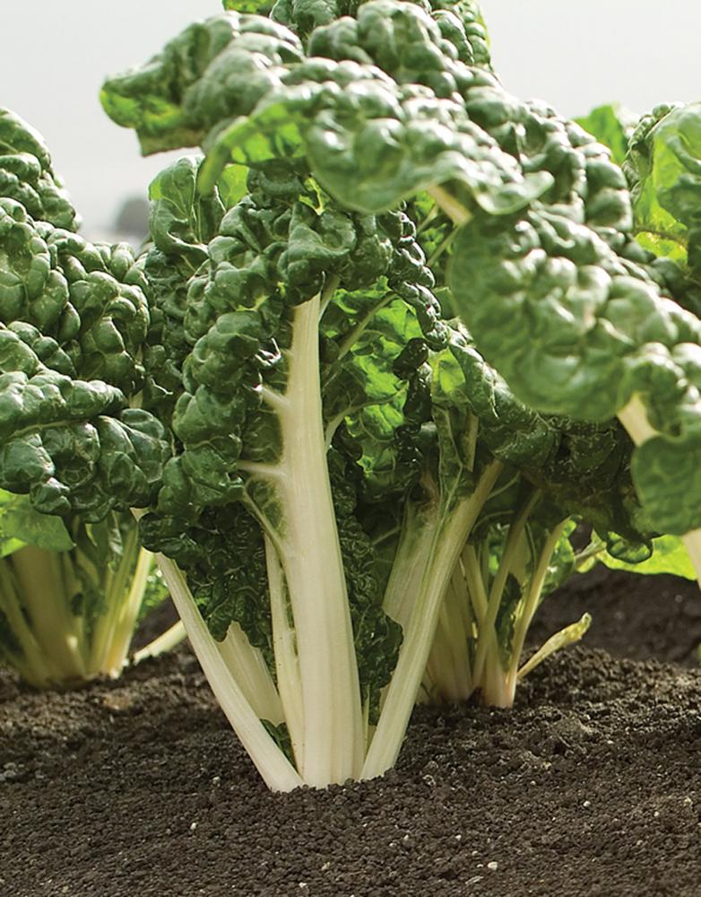 Swiss Chard, Silverado CS strain - Crop Failure 2026 Packet