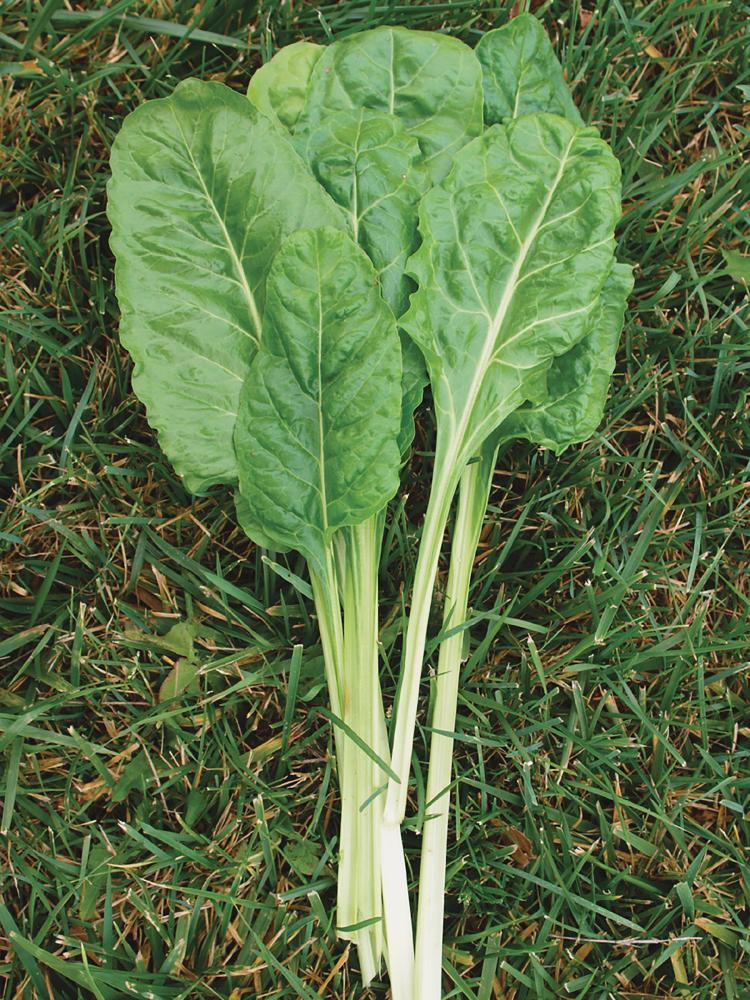 Swiss Chard, Lucullus Packet