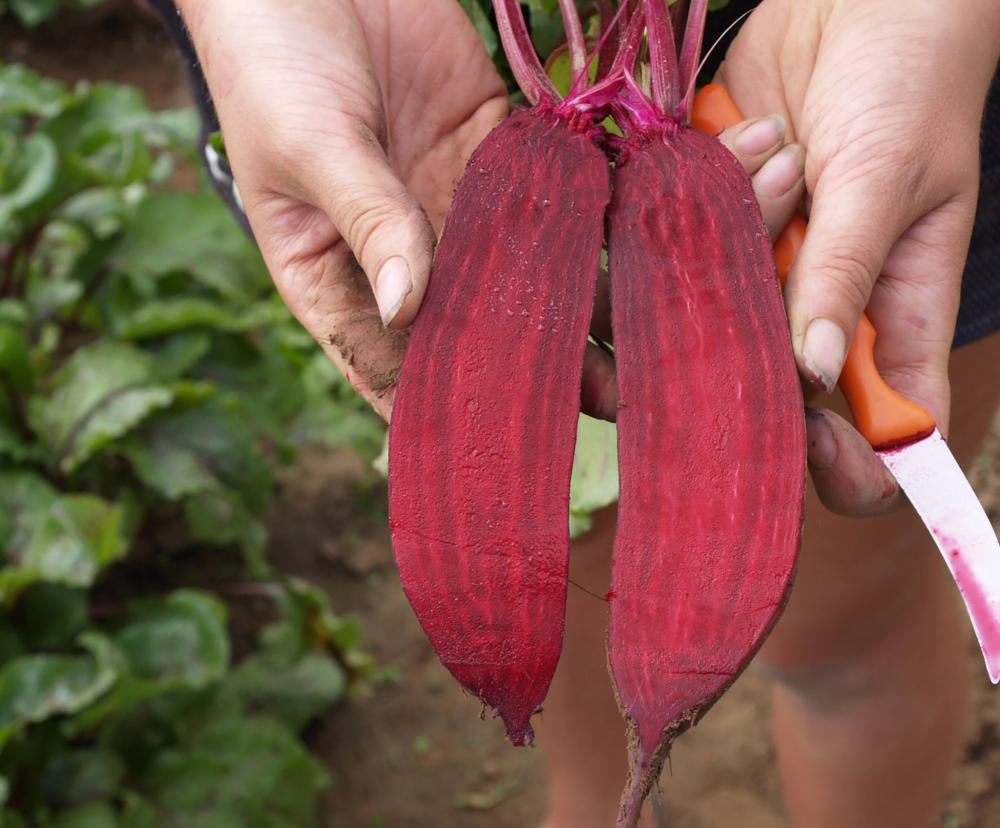 Beets, Taunus Hybrid Packet