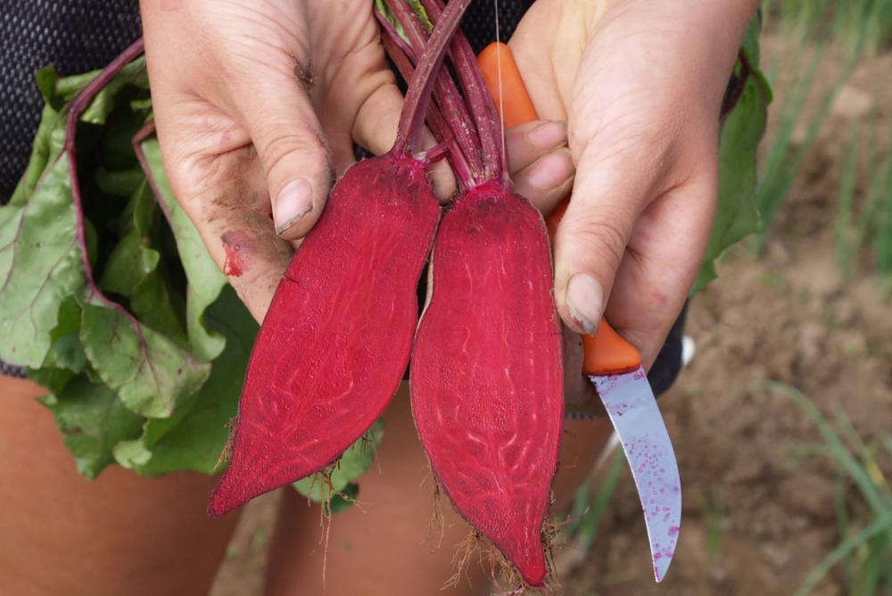 Beets, Cylindra Packet
