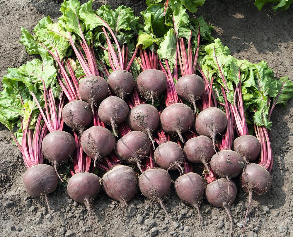 Beets, Boro Hybrid Organic Packet