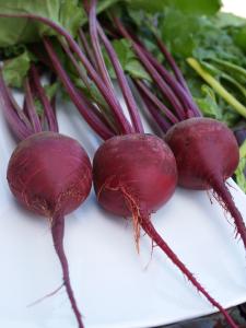 Beets, Kestrel Hybrid Packet
