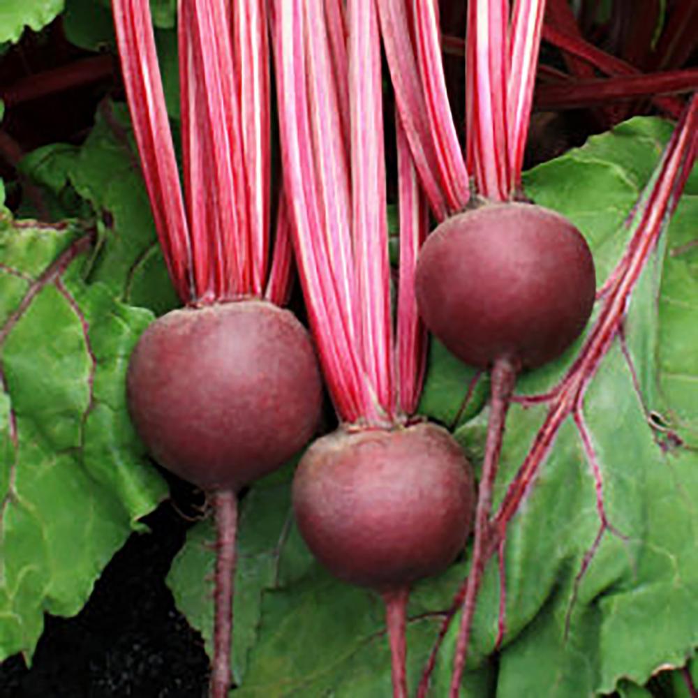 Beets, Detroit Supreme Packet