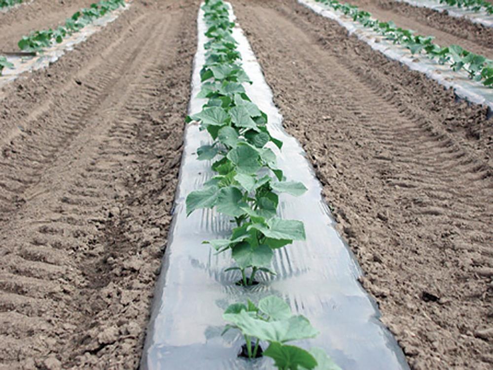 Row Covers, Green Plastic Mulch 50 feet