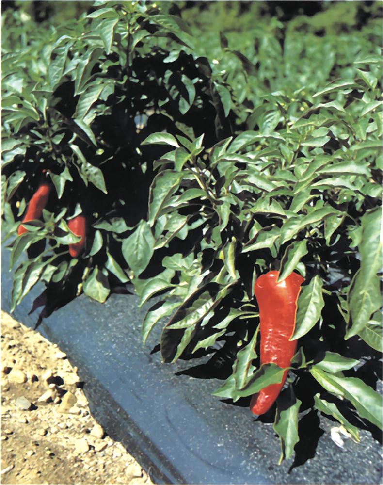 Row Covers, Black Plastic Mulch 4000 feet