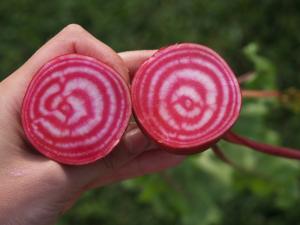 Beets, Chiogga Guardsmark Org Packet