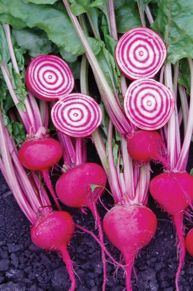 Beets, Chiogga Guardsmark Packet