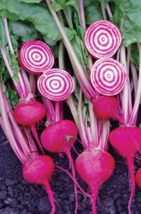 Beets, Chiogga Guardsmark Packet