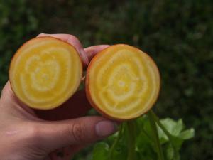 Beets, Touchstone Gold Organic Packet