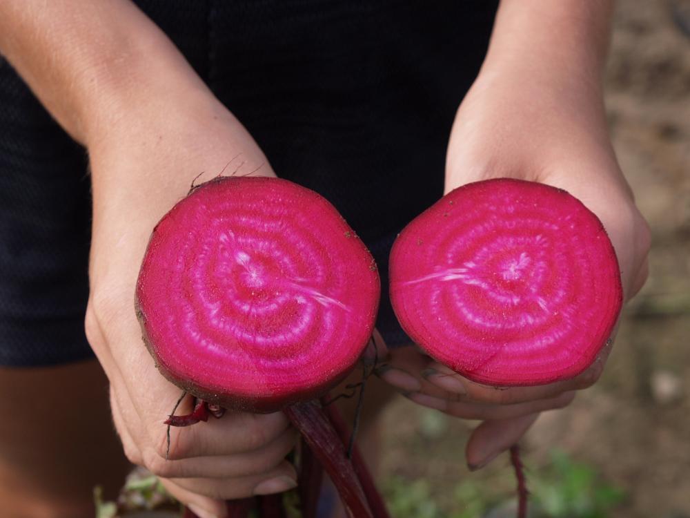 Beets, Bull's Blood Packet