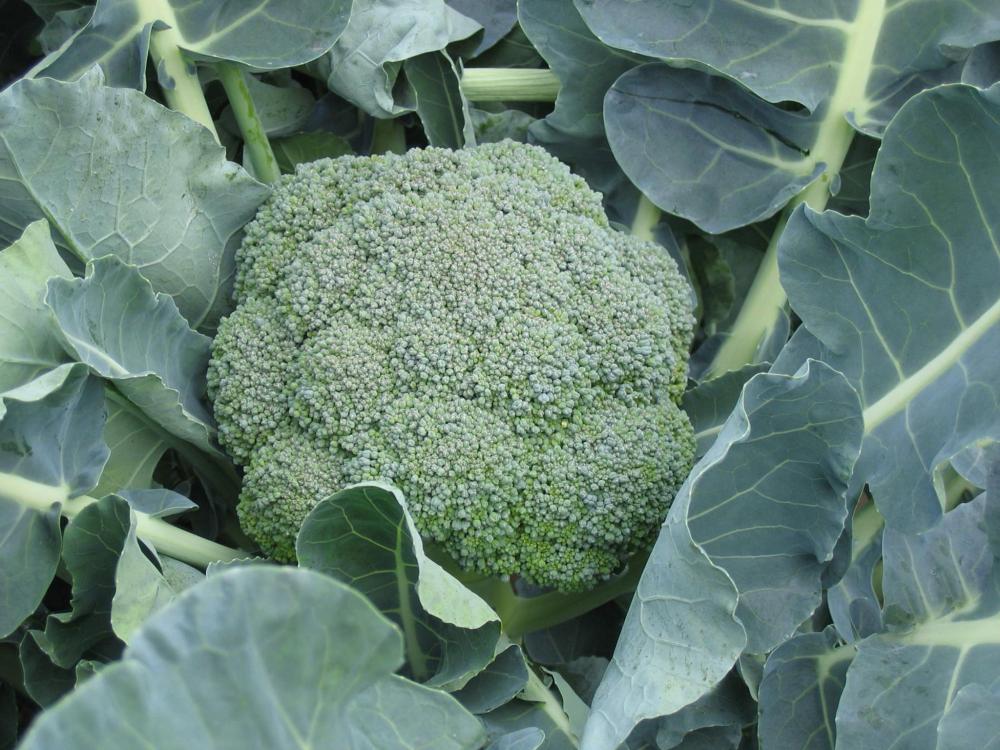 Broccoli, Belstar Hybrid Organic Packet