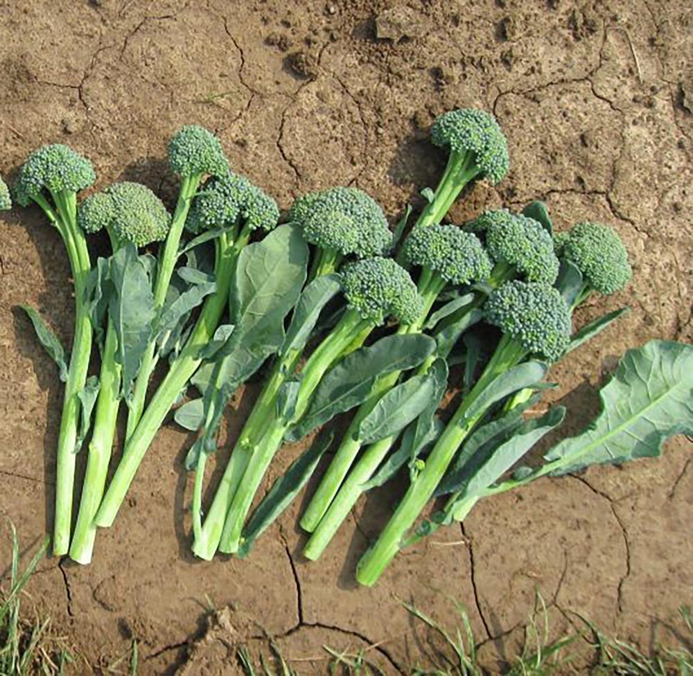 Broccoli, Sibsey Artwork Hybrid Packet