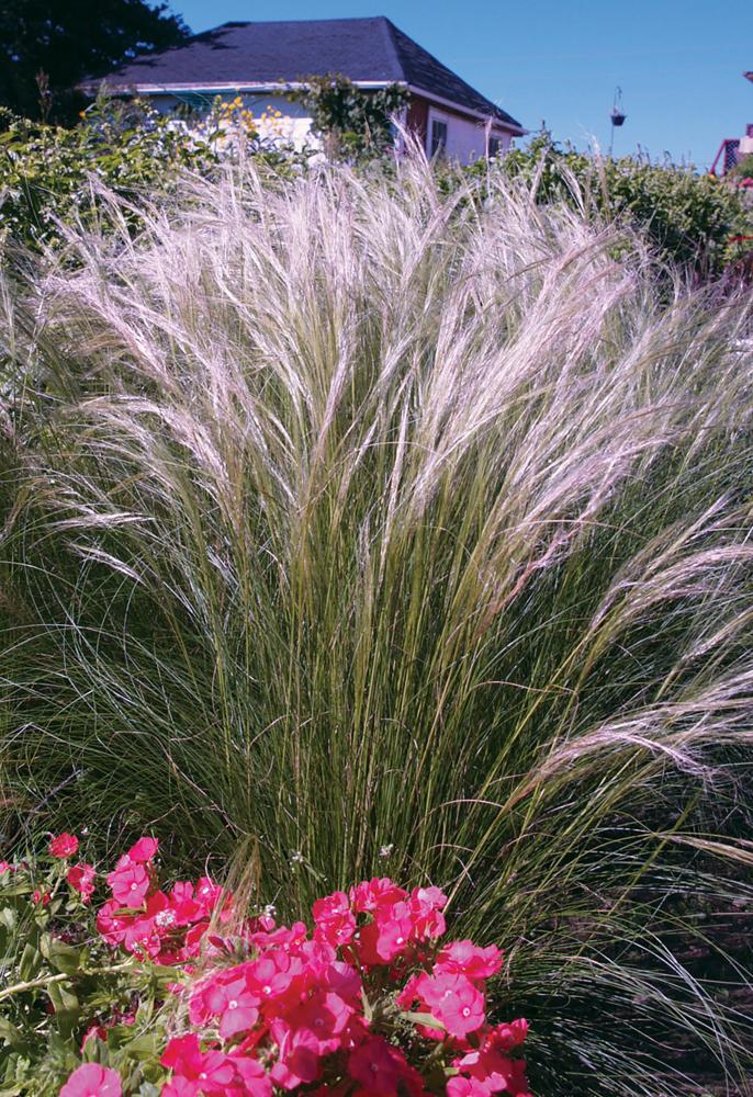 Grasses, Stipa Ponytails Packet