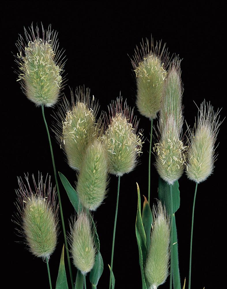 Hare's Tail Grass Packet