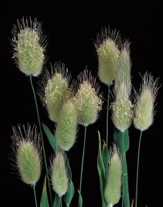Hare's Tail Grass Packet