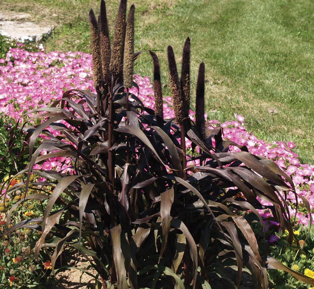 Grasses, Millet Purple Majesty Packet