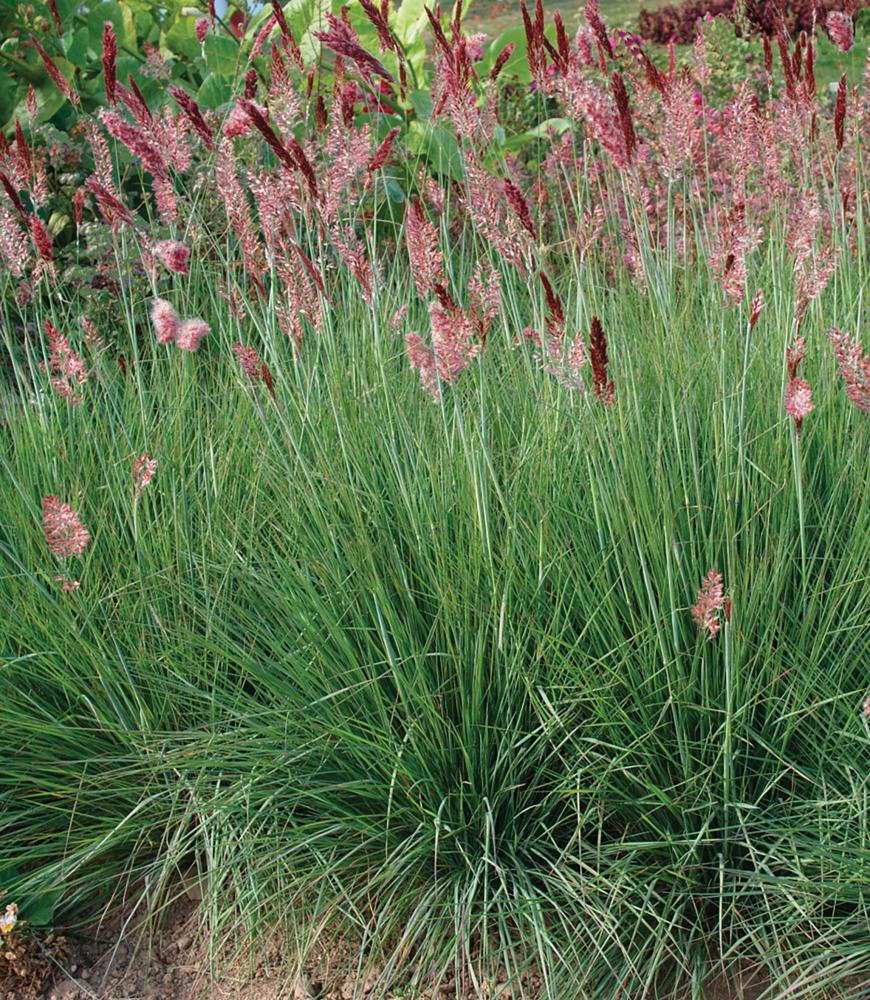 Grasses, Melinis Savannah Packet
