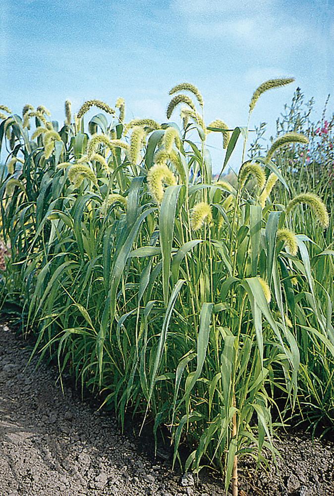 Grasses, Lime Millet Packet