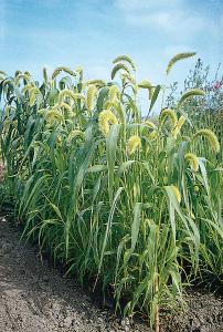 Grasses, Lime Millet Packet