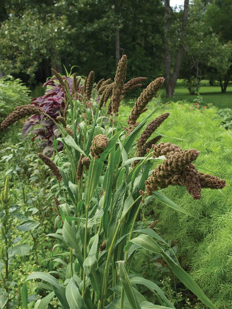 Setaria Max Packet