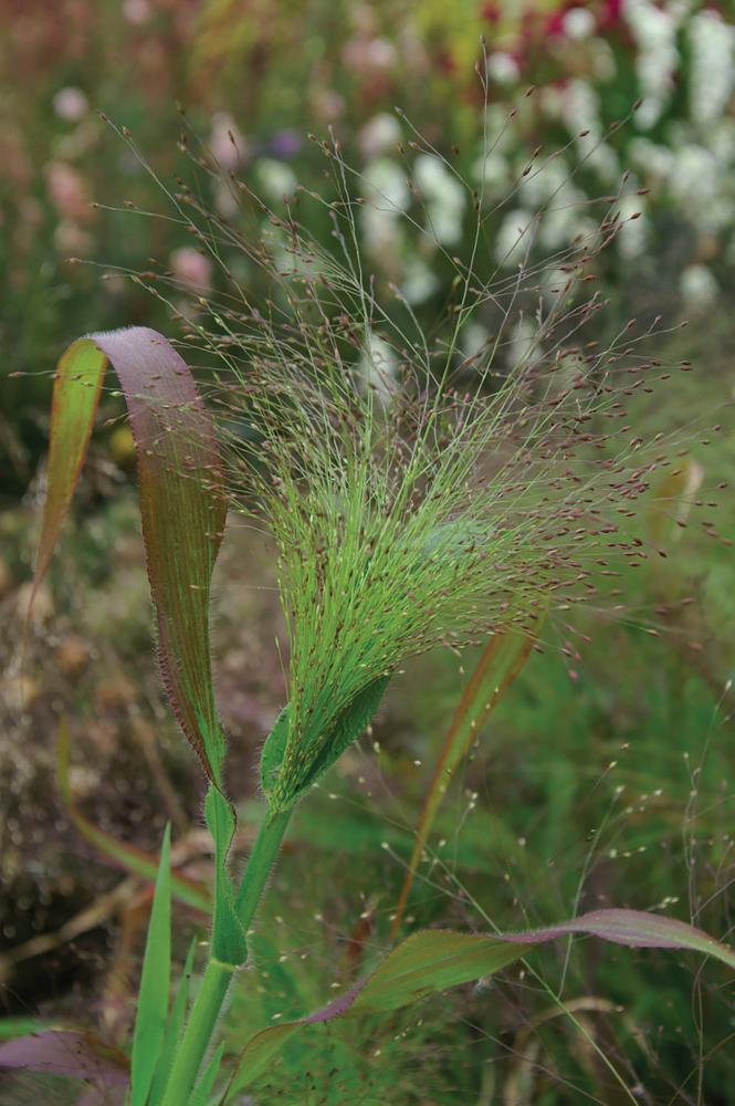 Grasses, Panicum QIS Sprinkles Packet