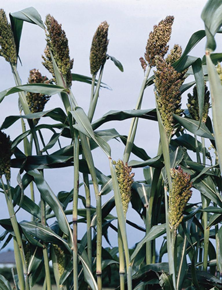 Grasses, Black Broomcorn Packet