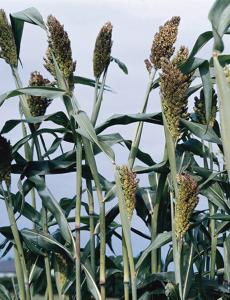 Grasses, Black Broomcorn Packet