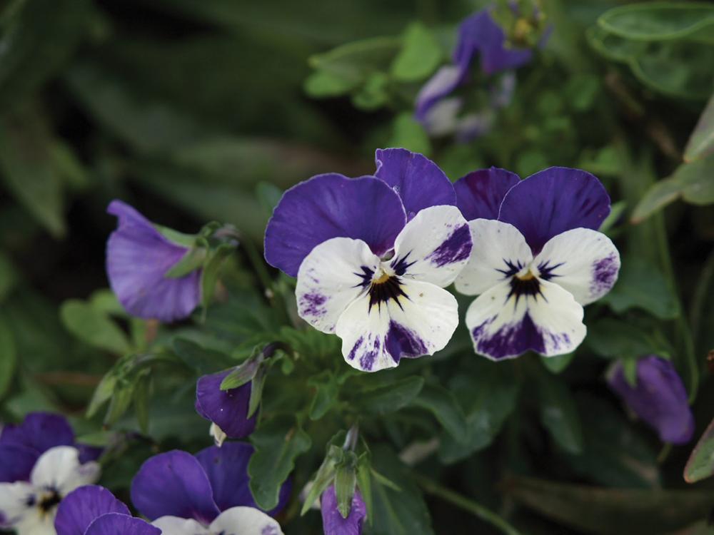 Viola, Delft Blue Packet