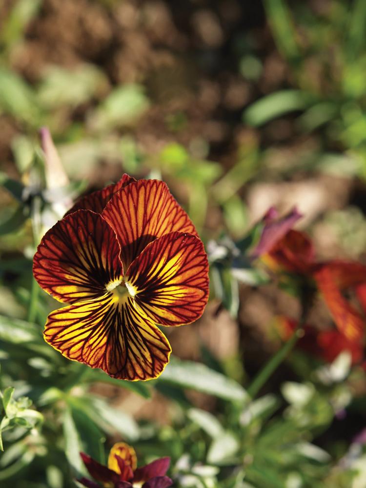 Viola, Tiger Eye Red Packet