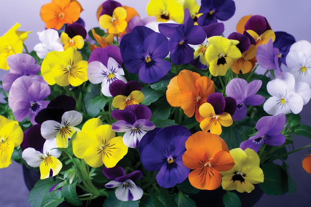 Viola, Corina Mix Packet