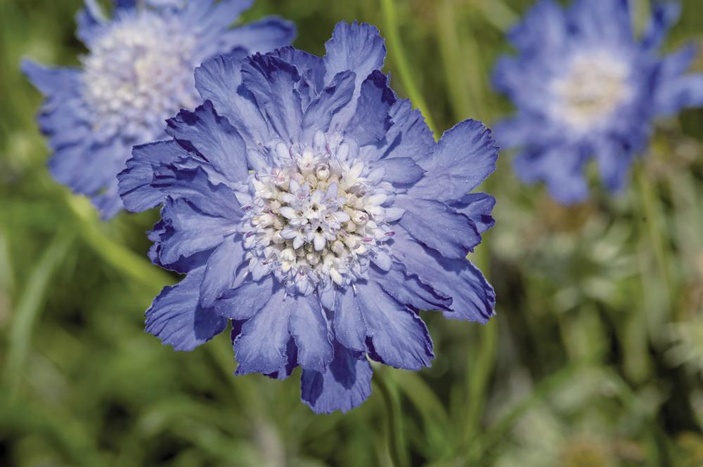 Scabiosa, Fama Deep Blue Packet