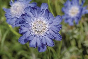 Scabiosa, Fama Deep Blue Packet
