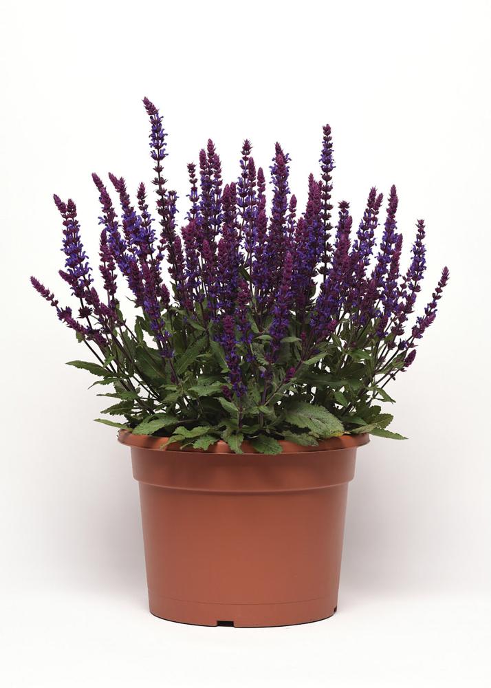 Salvia, Salvatore Blue Packet
