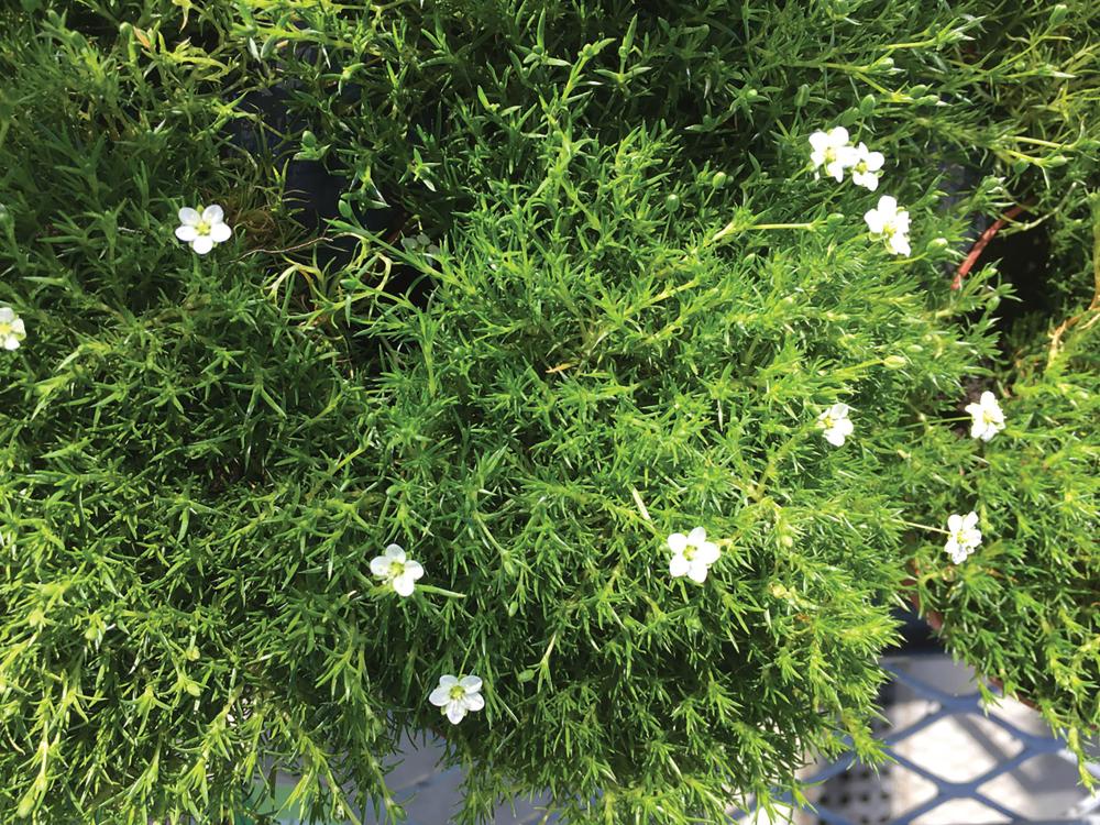 Sagina, Irish Moss :SE Packet