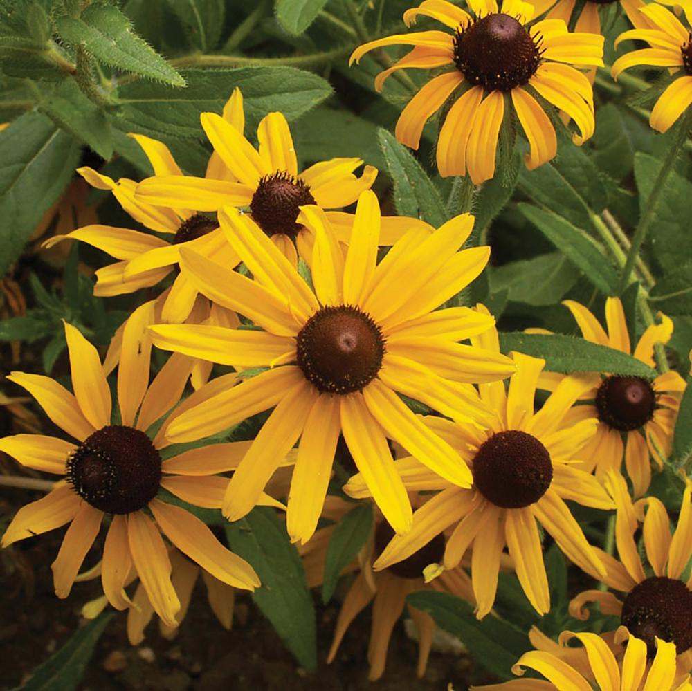 Rudbeckia, Black-Eyed Susan Packet