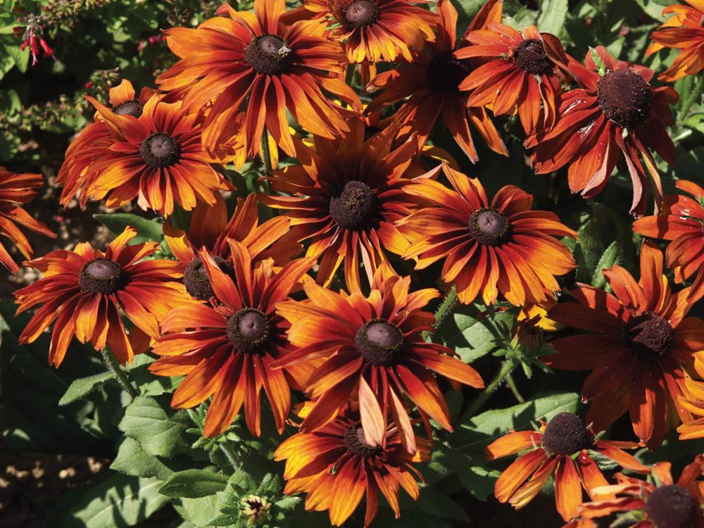 Rudbeckia, Cappuccino Packet